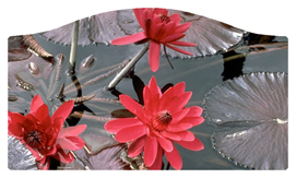 DASHELL-026 Water Lily Red